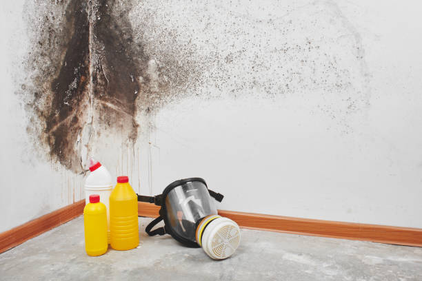 Mold Removal and Inspection in Chevy Chase Village, MD