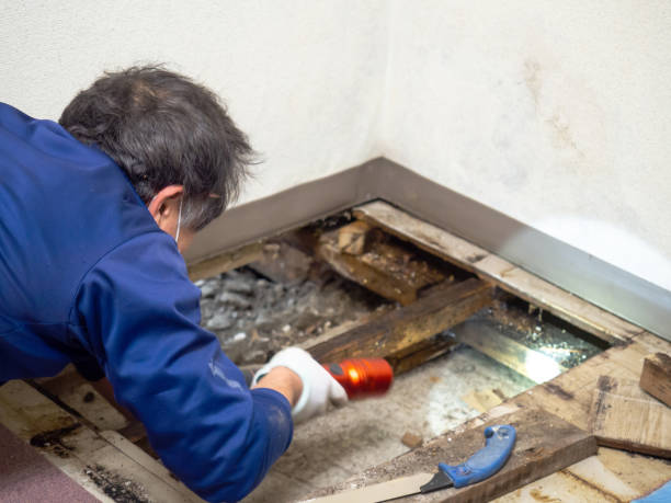 Best Office Mold Removal Services  in Chevy Chase Village, MD