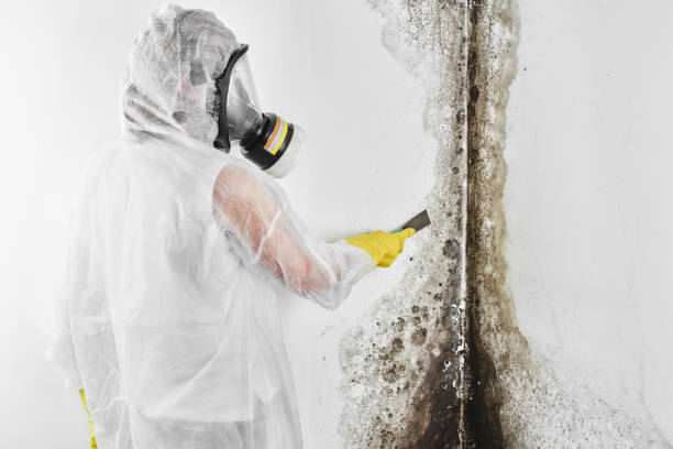 Best Best Mold Removal Companies  in Chevy Chase Village, MD