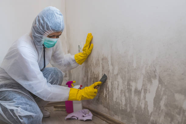 Best Home Mold Removal  in Chevy Chase Village, MD