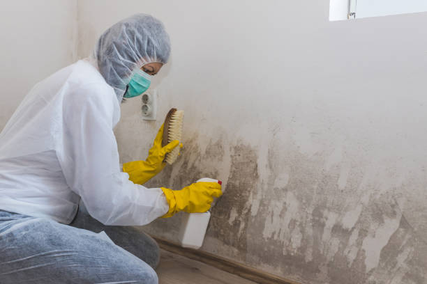 Best Certified Mold Removal  in Chevy Chase Village, MD