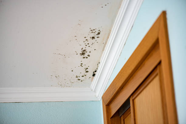Mold Testing and Removal in Chevy Chase Village, MD