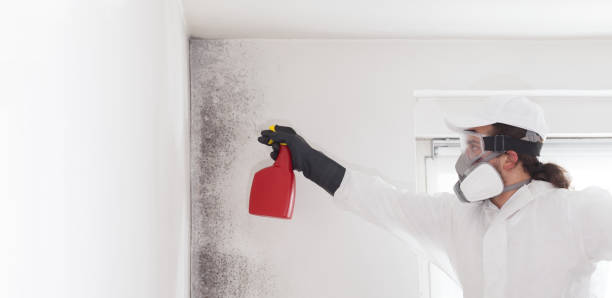 Best Residential Mold Removal  in Chevy Chase Village, MD