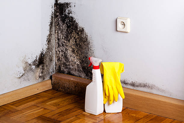 Best Emergency Mold Removal  in Chevy Chase Village, MD